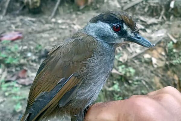 The black-browed babbler of Borneo.